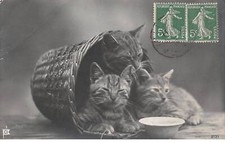 Chats 77034 chats d'occasion  France