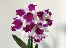 Cattleya orchid plant for sale  Kailua