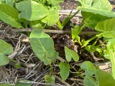 Live plant bare for sale  Richmond