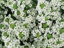 500 alyssum snow for sale  GRANTHAM