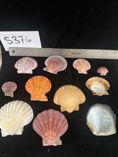Clam scallop shells for sale  Warner Robins