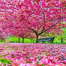 Japanese sakura cherry for sale  Lincolnton