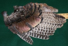 Wild turkey left for sale  Iowa City