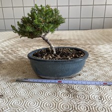 Bonsai ginepro usato  Usmate Velate