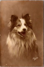 Animal dog dogs for sale  Myrtle Beach