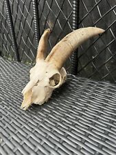 Goats head skull for sale  LEICESTER