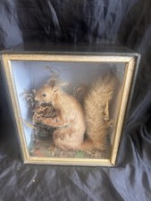 Victorian taxidermy red for sale  COVENTRY