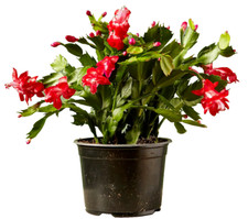 Christmas cactus zygocactus for sale  Modesto