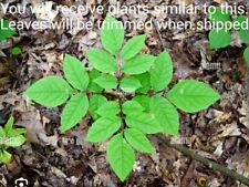 Baby ash tree for sale  Fallbrook