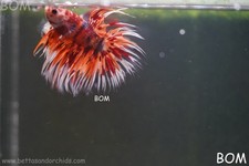 Live betta male for sale  Miami