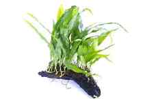 Java fern small for sale  MARKET RASEN