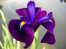 Iris laevigata variegata for sale  UK
