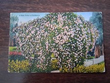 rose arbor for sale  NORTHAMPTON