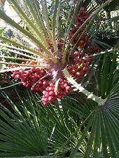 Graines chamaerops humilis d'occasion  La Crau