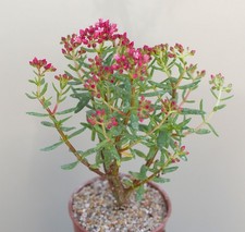Crassula sarcocaulis hardy for sale  WALTON ON THE NAZE