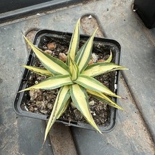 Agave blue glow for sale  BOURNEMOUTH
