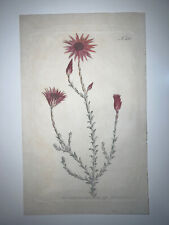 Curtis botanical early for sale  Lanexa
