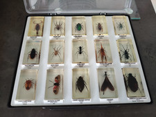 Coffret insectes inclusion d'occasion  Gif-sur-Yvette