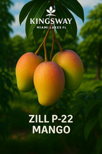Rare zill grafted for sale  Hialeah