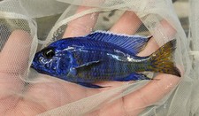 Ngara flametail peacock for sale  Fort Lauderdale