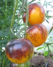 Heirloom tomato seeds for sale  CHIGWELL