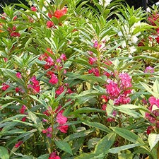 35x impatiens walleriana gebraucht kaufen  Pfullingen