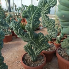 Mirtillocactus crestato usato  Porto Cesareo