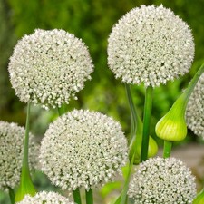 Premium allium ping for sale Premium allium ping for sale  CORBY