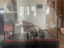 Grande vasca terrario usato  Vertemate con Minoprio
