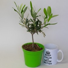 Olive tree 12cm for sale  SPALDING
