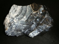 Large parral dendritic for sale  Dyer