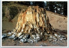 Postcard big stump for sale  Stevens Point