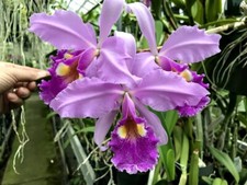 Warscewiczii species cattleya for sale  Linwood