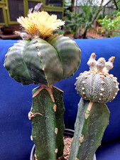 Jumbo astrophytum hybrids for sale  Port Charlotte