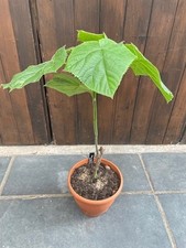 paulownia tomentosa for sale paulownia tomentosa for sale UK
