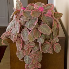Episcia flame violet for sale  Danielson