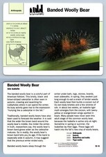 Banded woolly bear for sale  SLEAFORD