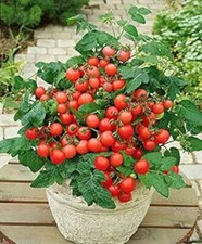 Seeds mohamed micro for sale  Spring City