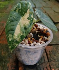 Alocasia maharani albo for sale  BIRMINGHAM