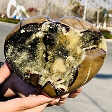 4.51lb natural turtle for sale  Burlington