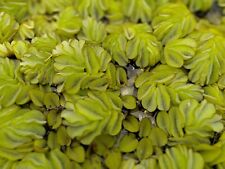 Stck salvinia natans gebraucht kaufen  Gelsenkirchen