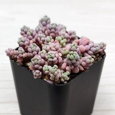 Succulent live plant for sale  San Jose
