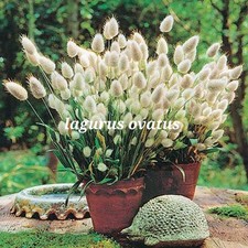 Lagurus ovatus ornamental for sale  LEWES