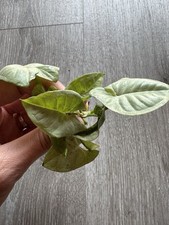 Syngonium purpurtute konfetti gebraucht kaufen  Kirchdorf