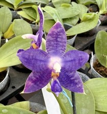 Rare phalaenopsis yaphon for sale  LONDON