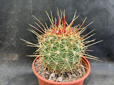 Ferocactus alamosanus cactus usato  Massafra