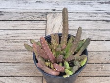 Stapelia schinzii rare for sale  Homestead