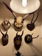 Deer horns mounted for sale  TUNBRIDGE WELLS