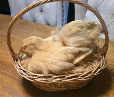 Vintage beautiful taxidermy for sale  Litchfield Park