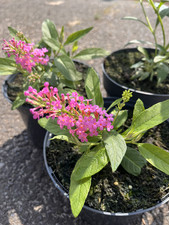 Sommerflieder buddleja duo gebraucht kaufen Sommerflieder buddleja duo gebraucht kaufen  Appen